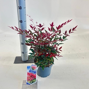 Nandina domestica Obsessed