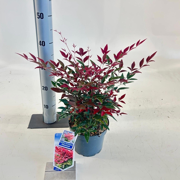 <h4>Nandina domestica Obsessed</h4>