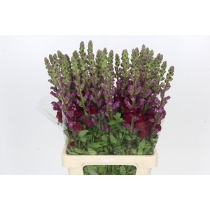 Antirrhinum Potomac Burgundy