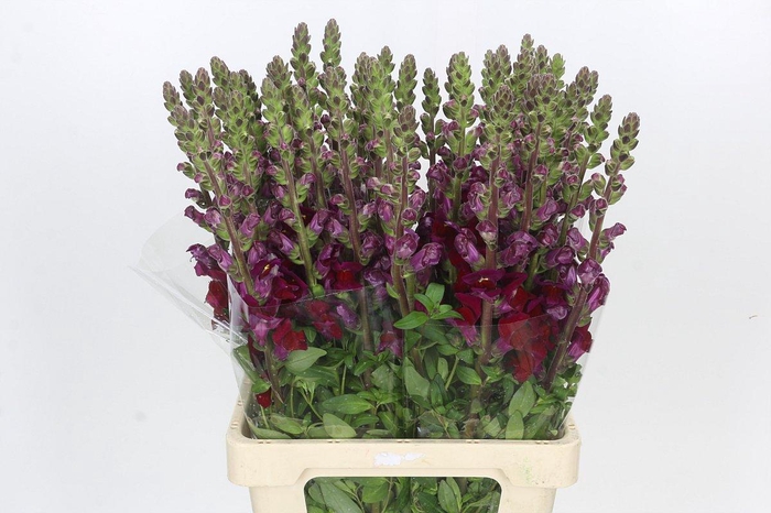 Antirrhinum Potomac Burgundy