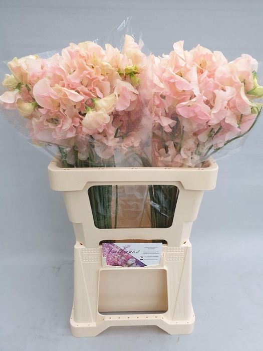 <h4>Lathyrus Champagne King</h4>