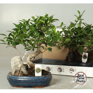 BONSAI GEM