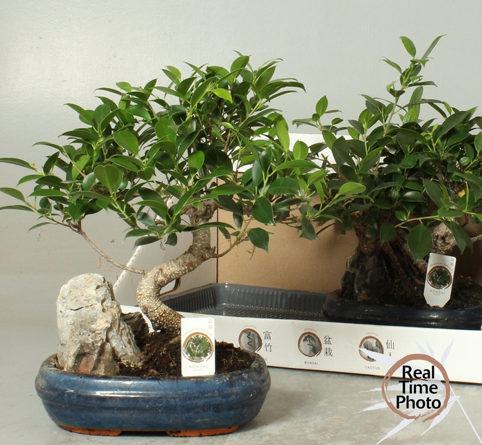 <h4>BONSAI GEM</h4>