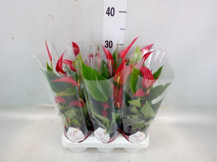 <h4>Anthurium  'Banderola Roja'</h4>