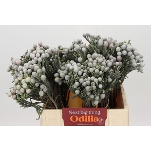 Kaaps Groen Silver Brunia
