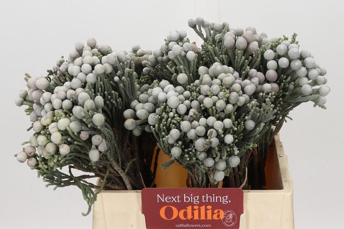 <h4>Kaaps Groen Silver Brunia</h4>