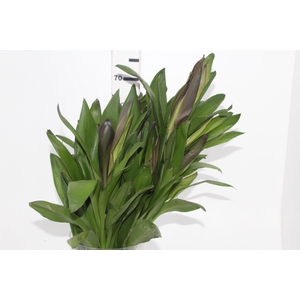 FOLHAGEM DRACENA POA