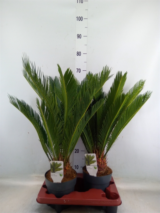 <h4>Cycas revoluta</h4>