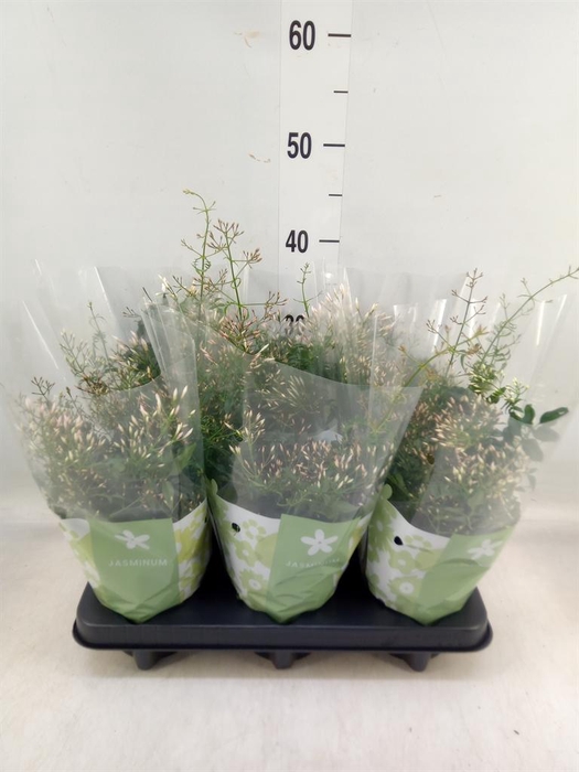 <h4>Jasminum polyanthum</h4>