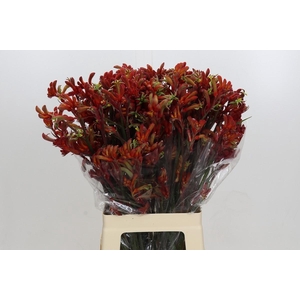 Kangaroo Paw Rampaging Roy Slaven