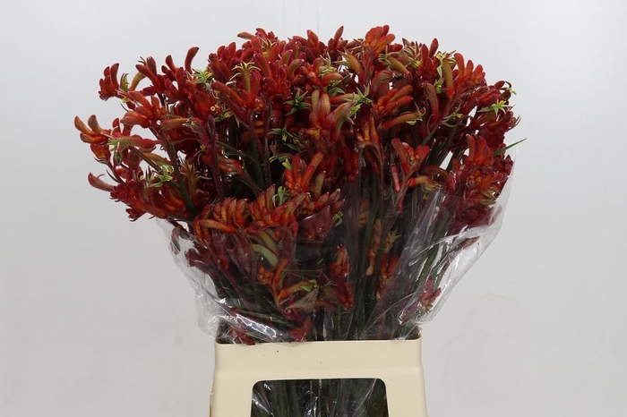 <h4>Kangaroo Paw Rampaging Roy Slaven</h4>