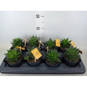 xGasteraloe  'Aurora'