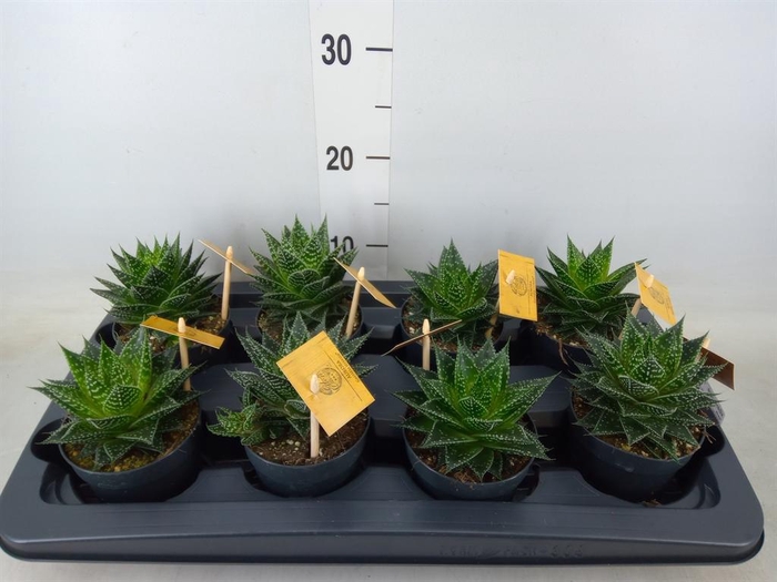 <h4>xGasteraloe 'Aurora'</h4>