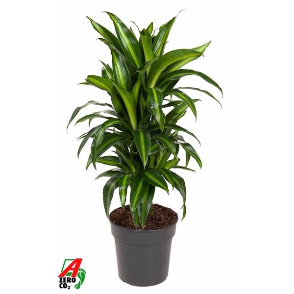 <h4>Dracaena fragrans 'Hawaiian Sunshine' (toef)</h4>