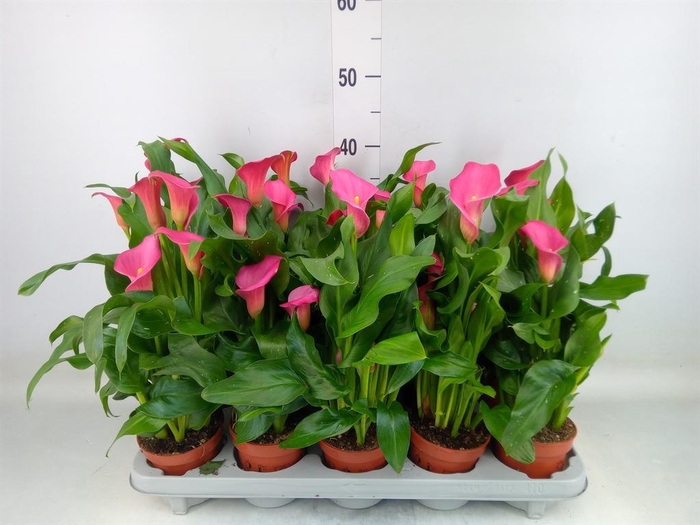 <h4>Zantedeschia 'Zazu'</h4>