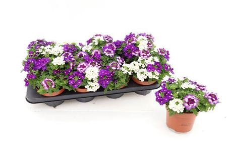 <h4>Verbena Tricolor Blue White</h4>