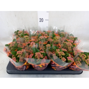 Kalanchoe blos. 'Garbo lilac'