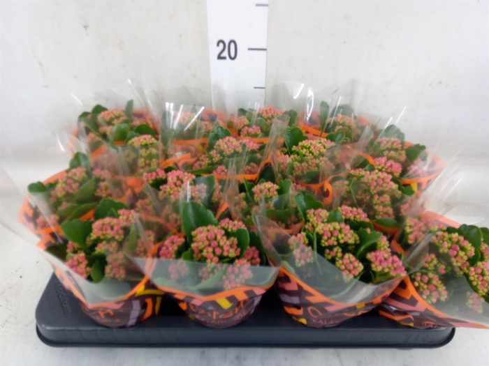 <h4>Kalanchoe blos. 'Garbo lilac'</h4>