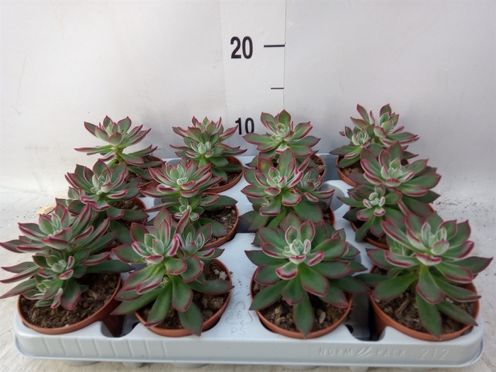 <h4>Echeveria pulvinata 'Devotion'</h4>