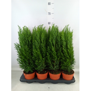 Chamaecyparis laws. 'Ellwoodii'