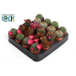 Cactus Mammillaria mix met bloem