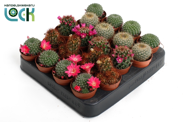 <h4>Cactus Mammillaria mix met bloem</h4>