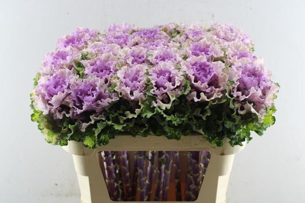 <h4>Brass Bogdana</h4>