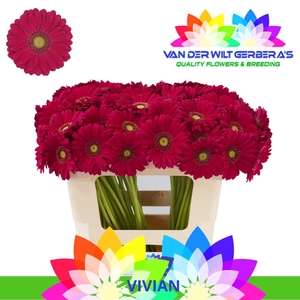 Germini Vivian Water