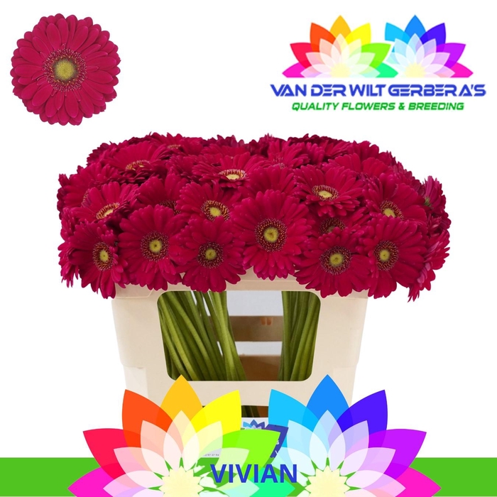 <h4>Germini Vivian Water</h4>
