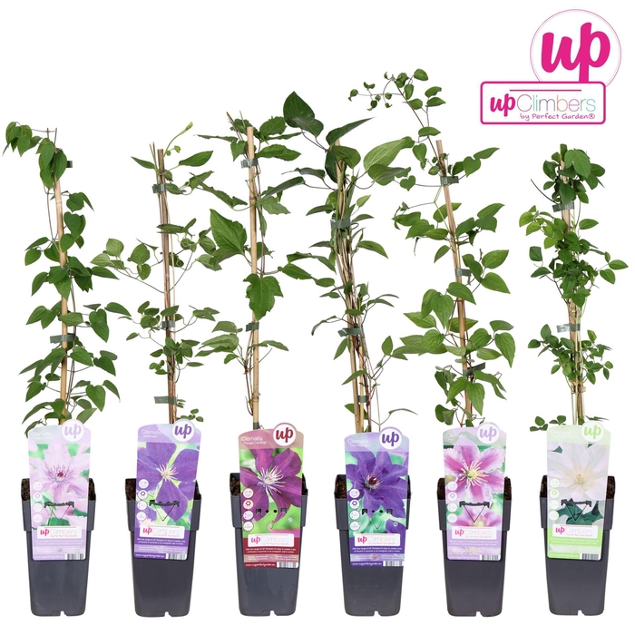 <h4>Clematis</h4>