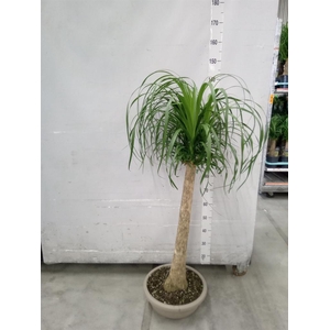 Beaucarnea recurvata