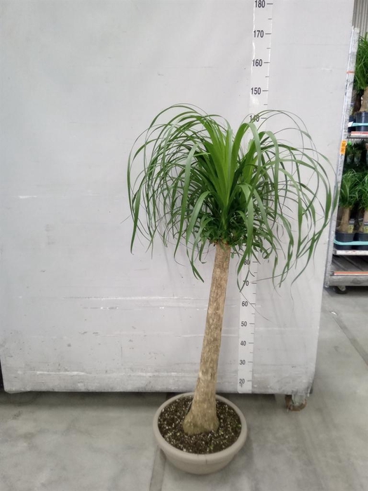 <h4>Beaucarnea recurvata</h4>