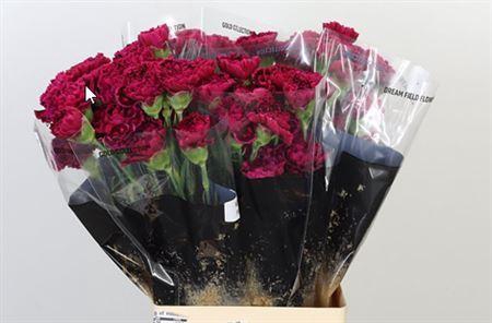 <h4>Di St Nobbio Party</h4>