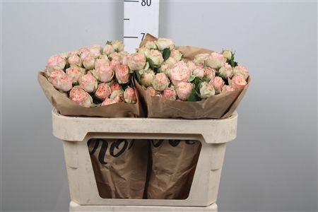 <h4>R Tr Gentle Trendsetter</h4>