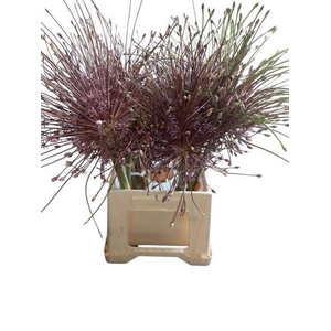 ALLIUM SCHUBERTII