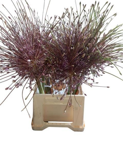 <h4>ALLIUM SCHUBERTII</h4>