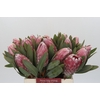 Protea Pink Lady