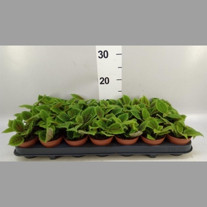 Pilea mollis 'Moon Valley'