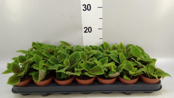<h4>Pilea mollis 'Moon Valley'</h4>