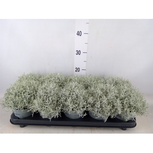 Leucophyta brownii