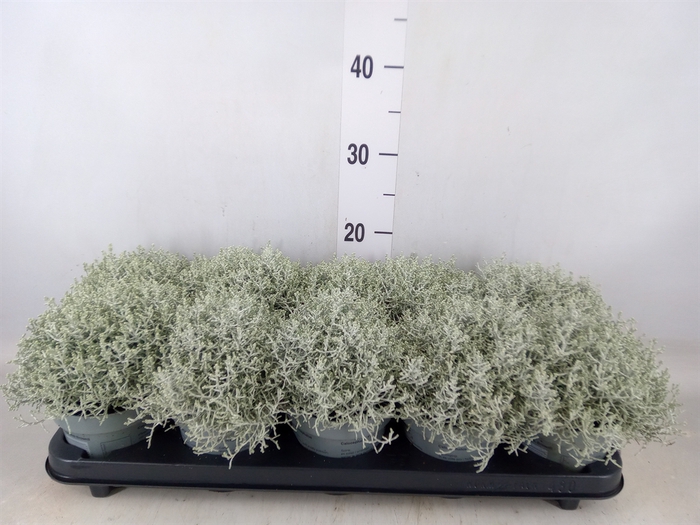 <h4>Leucophyta brownii</h4>