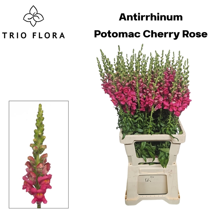 <h4>ANTIR POTO CHER ROSE 996</h4>