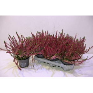 Callu Bl Sabine