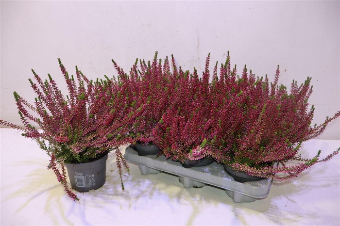 <h4>Callu Bl Sabine</h4>