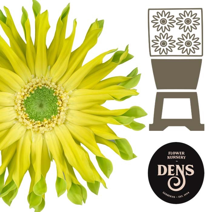 <h4>Gerbera Pastini Pistacchio Diamond</h4>