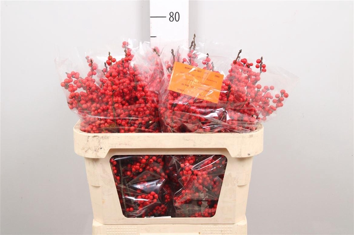 <h4>Ilex Ve Rode Bes</h4>