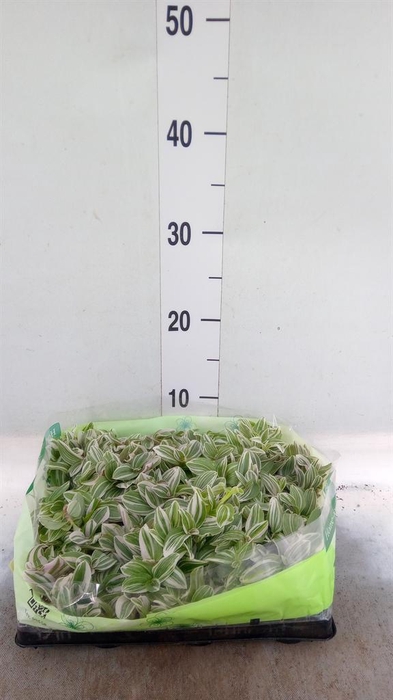 <h4>Tradescantia   ...</h4>