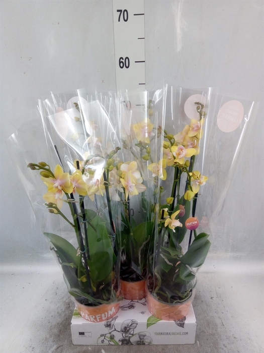 <h4>Phalaenopsis multi. 'Ant Bolgheri'</h4>