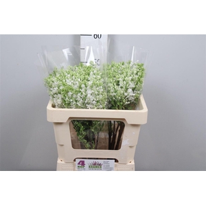 Syr V Engler Weiss T 2 Kop