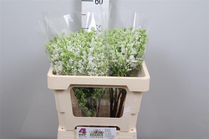 <h4>Syr V Engler Weiss T 2 Kop</h4>